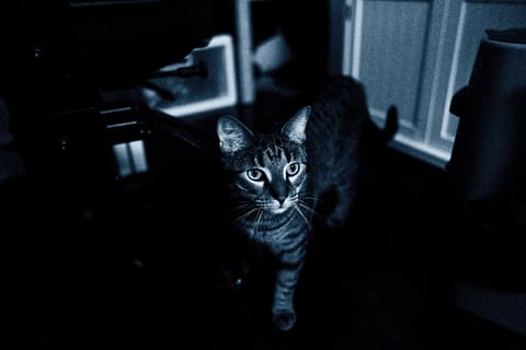 The Boy