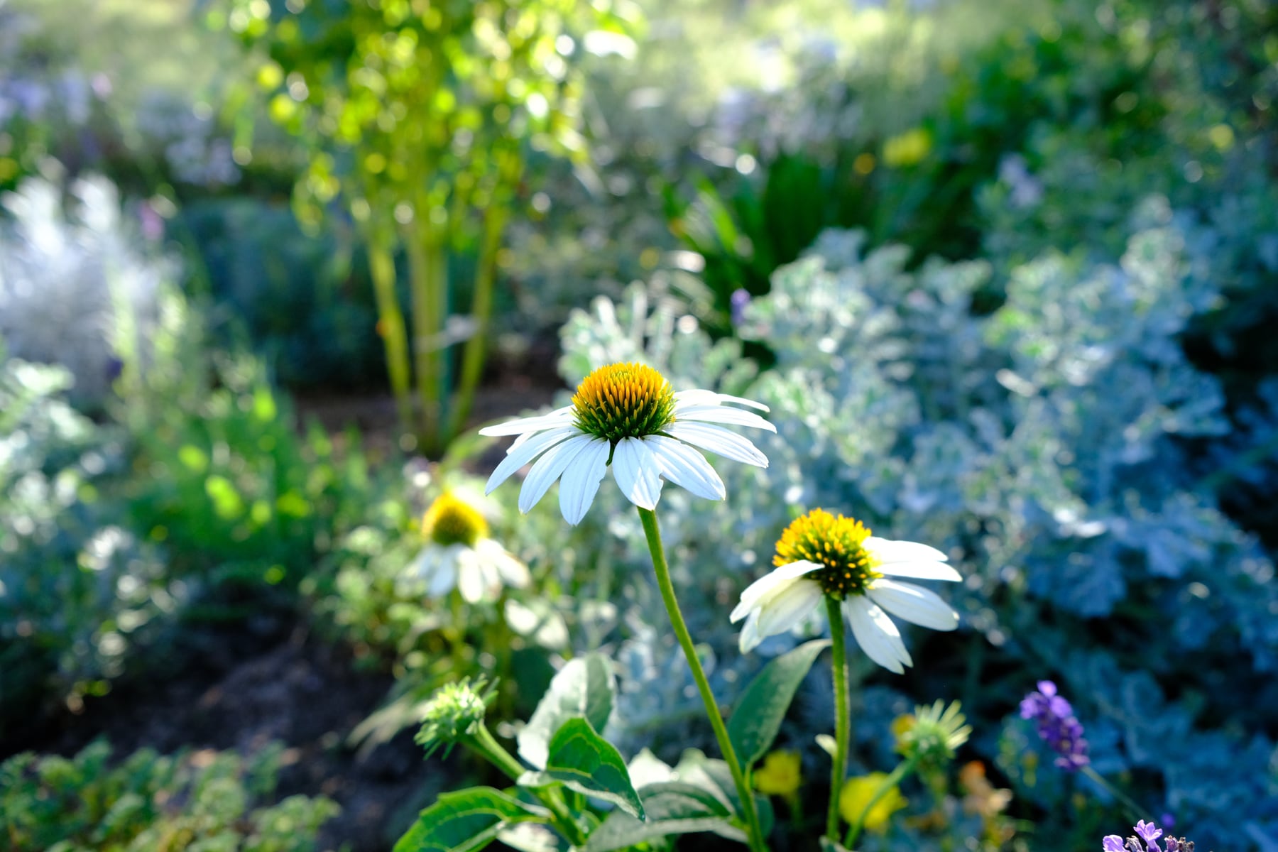 White coneflowers in morning light, with silvery foliage and lavender behind them