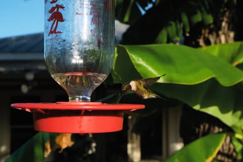 A ruby throated hummingbird at 40,000fps