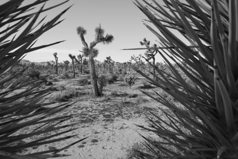 Desert through the trees in Joshua Tree National Park