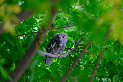 A screech owl in our backyard