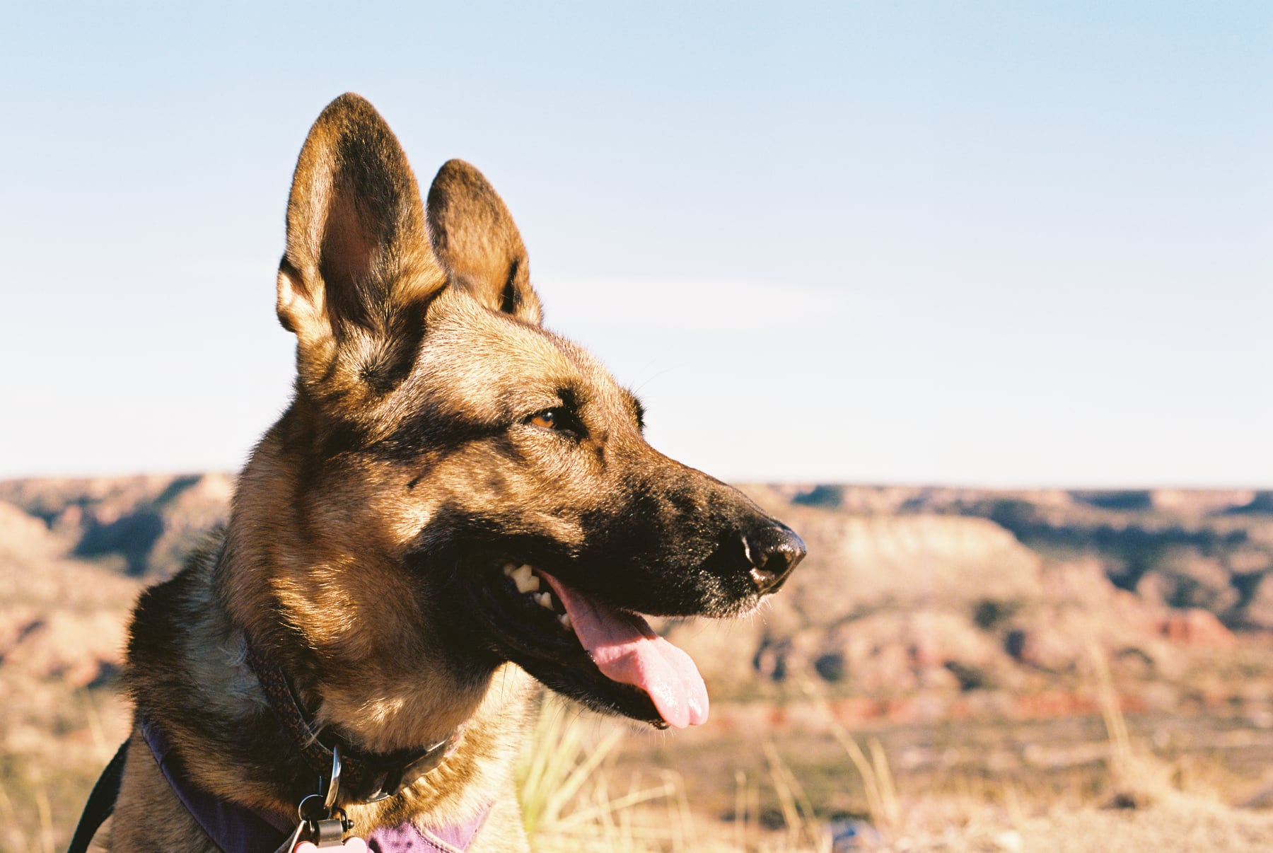 Tilley, a German Shepherd, in profile at a canyon overlook, shot on film