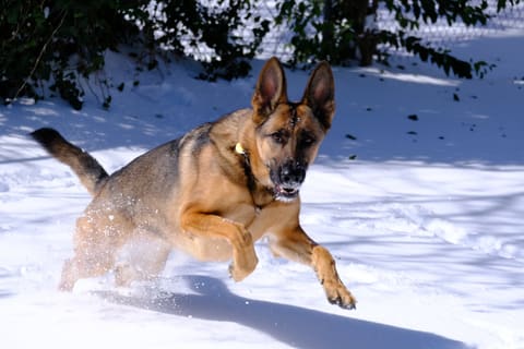 Tilley at full speed during the Austin Icepocalypse 2021 